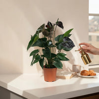 Anthurium (Black)