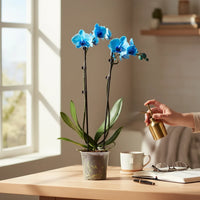 Blue Orchid Phalaenopsis – Double Stem