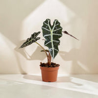 Exotica Plants Store Alocasia Polly with deep green arrow-shaped leaves and white veins in a brown plastic pot.