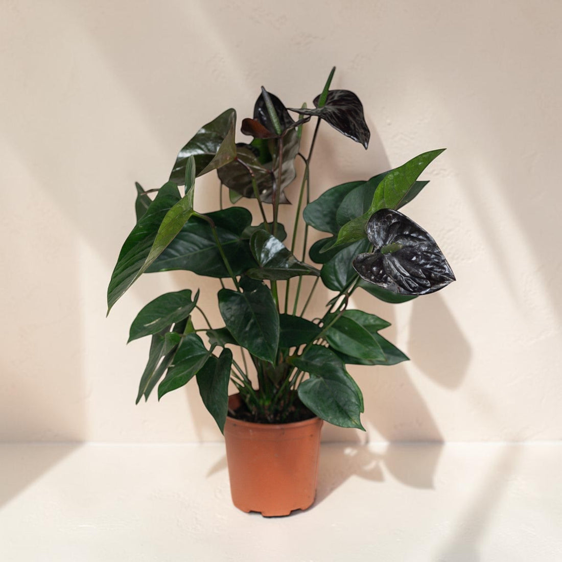 Exotica Plants Store Anthurium Black houseplant with glossy dark burgundy heart-shaped blooms on a white pedestal.