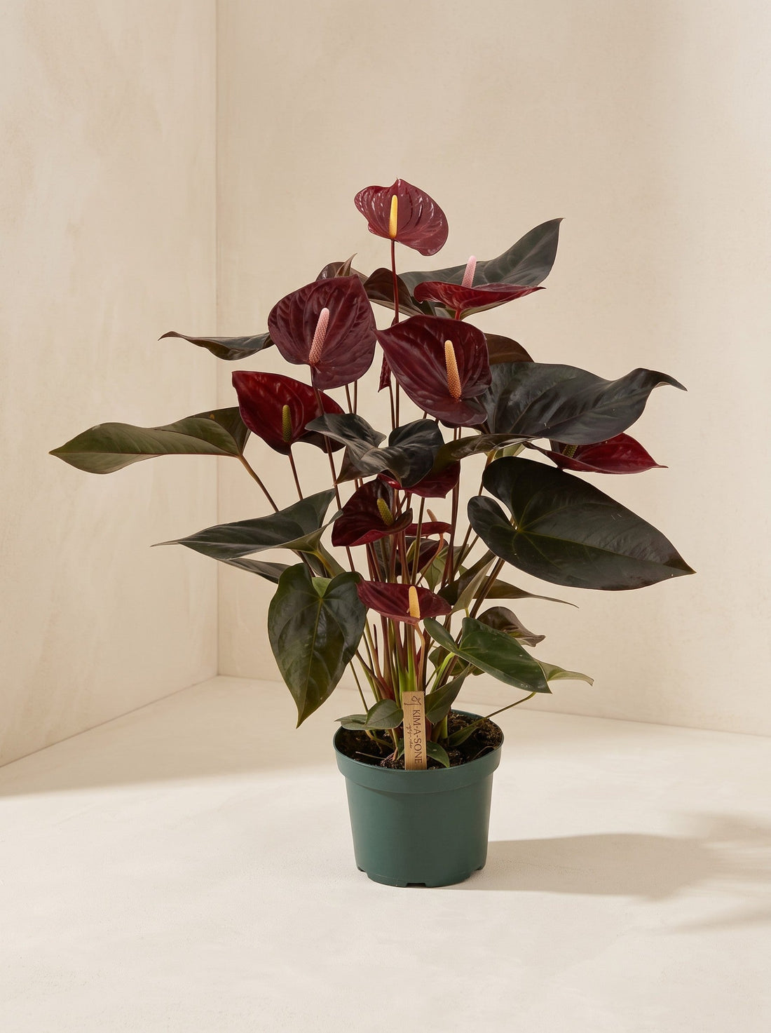 Exotica Plants Store Anthurium Black Love houseplant with deep burgundy waxy spathes and dark heart-shaped leaves.