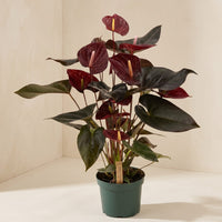 Exotica Plants Store Anthurium Black Love houseplant with deep burgundy waxy spathes and dark heart-shaped leaves.