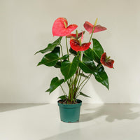 Exotica Plants Store Anthurium Colorado Pink houseplant with glossy green leaves and vibrant pink heart-shaped blooms.