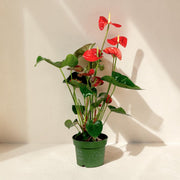 Exotica Plants Store Anthurium Jambo Red with glossy heart-shaped red spathes and deep green leaves in a green pot.