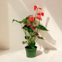 Exotica Plants Store Anthurium Jambo Red with glossy heart-shaped red spathes and deep green leaves in a green pot.