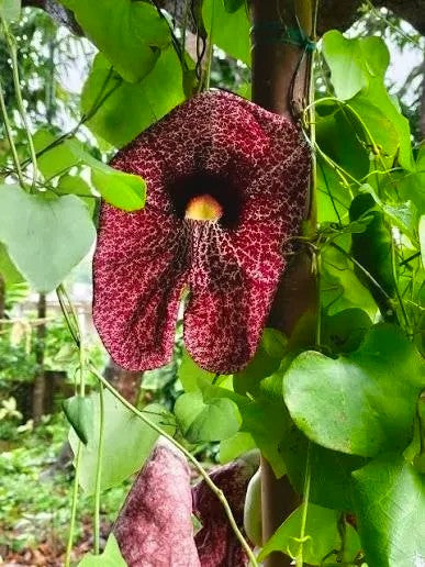 Exotica Plants Store Aristolochia gigantea vine with a large, patterned burgundy and cream flower and green foliage.
