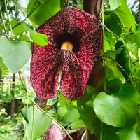 Exotica Plants Store Aristolochia gigantea vine with a large, patterned burgundy and cream flower and green foliage.
