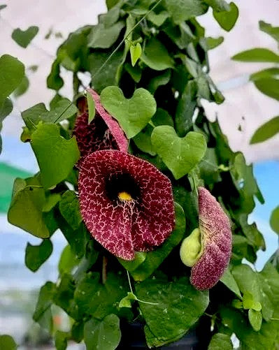 Exotica Plants Store Aristolochia gigantea vine with heart-shaped green leaves and large burgundy patterned flowers.