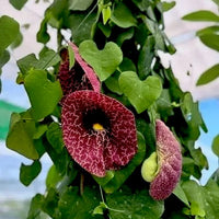 Exotica Plants Store Aristolochia gigantea vine with heart-shaped green leaves and large burgundy patterned flowers.