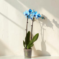 Exotica Plants Store double stem blue Phalaenopsis orchid in a clear pot on a white pedestal against a beige wall.
