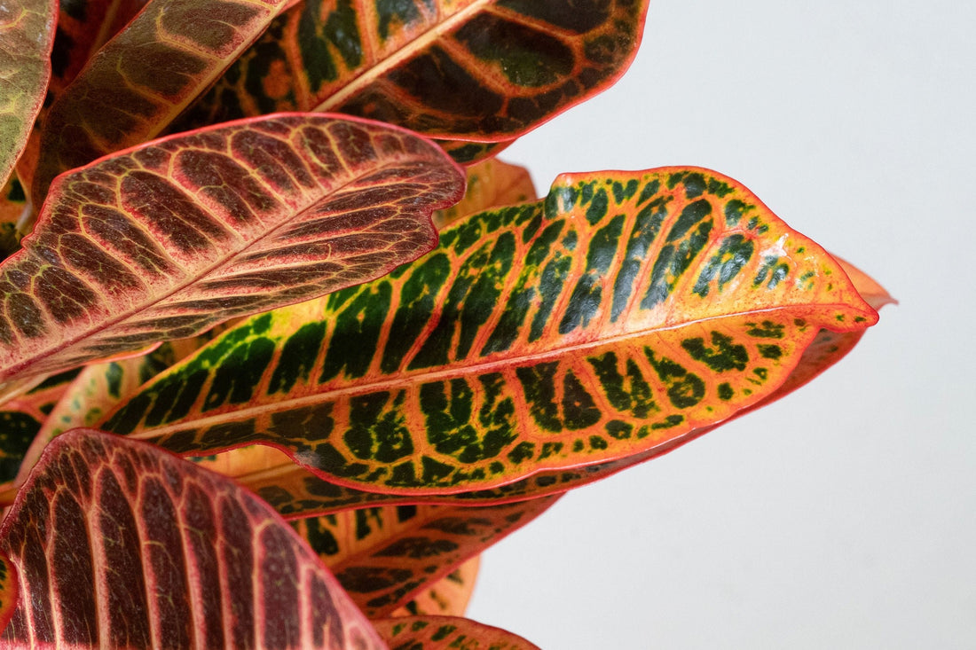 Exotica Plants Store tropical Croton houseplant with vibrant orange, red, and green variegated leathery leaves