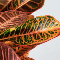 Exotica Plants Store tropical Croton houseplant with vibrant orange, red, and green variegated leathery leaves