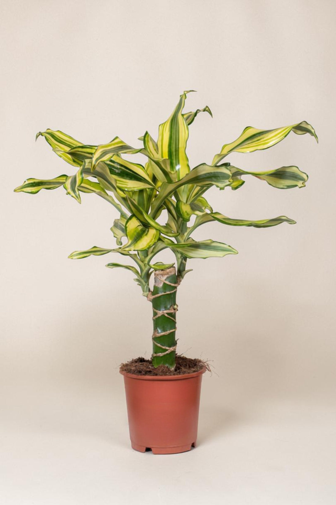 Exotica Plants Store Dracaena Yellow Coast houseplant with variegated yellow and green leaves in a brown plastic pot