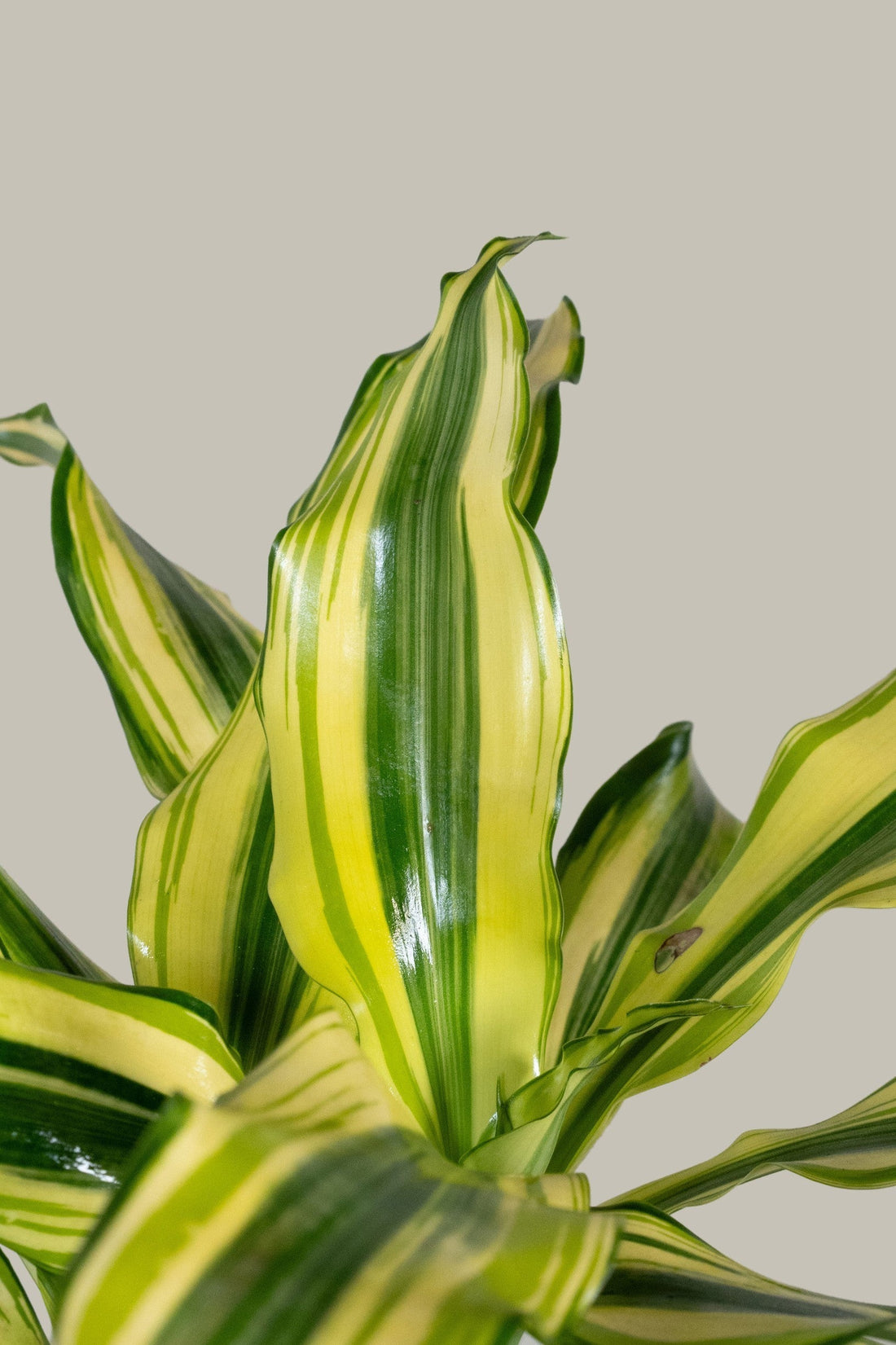 Exotica Plants Store Dracaena Fragrans Yellow Coast houseplant with vibrant variegated yellow and green leaves