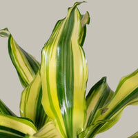 Exotica Plants Store Dracaena Fragrans Yellow Coast houseplant with vibrant variegated yellow and green leaves
