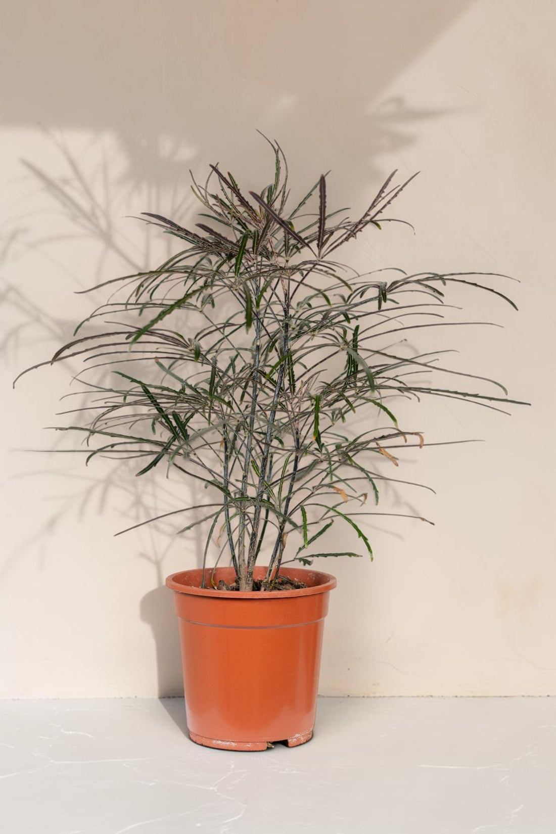 Exotica Plants Store False Aralia houseplant with dark, thread-like serrated leaves in a terracotta pot on a white base.