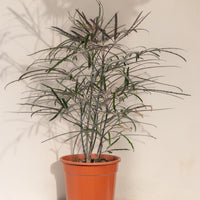 Exotica Plants Store False Aralia houseplant with dark, thread-like serrated leaves in a terracotta pot on a white base.
