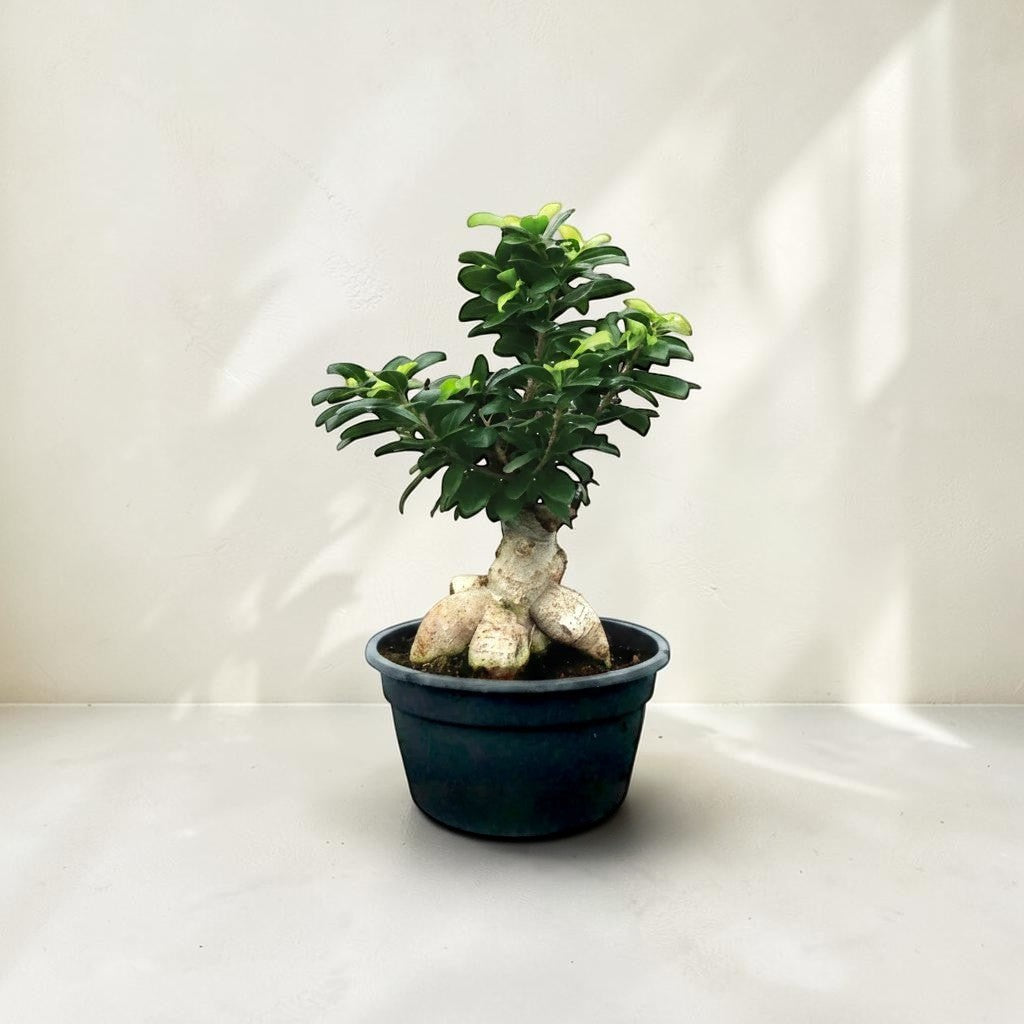 Exotica Plants Store Ficus Ginseng Bonsai with a thick sculptural trunk and glossy green leaves in a black pot
