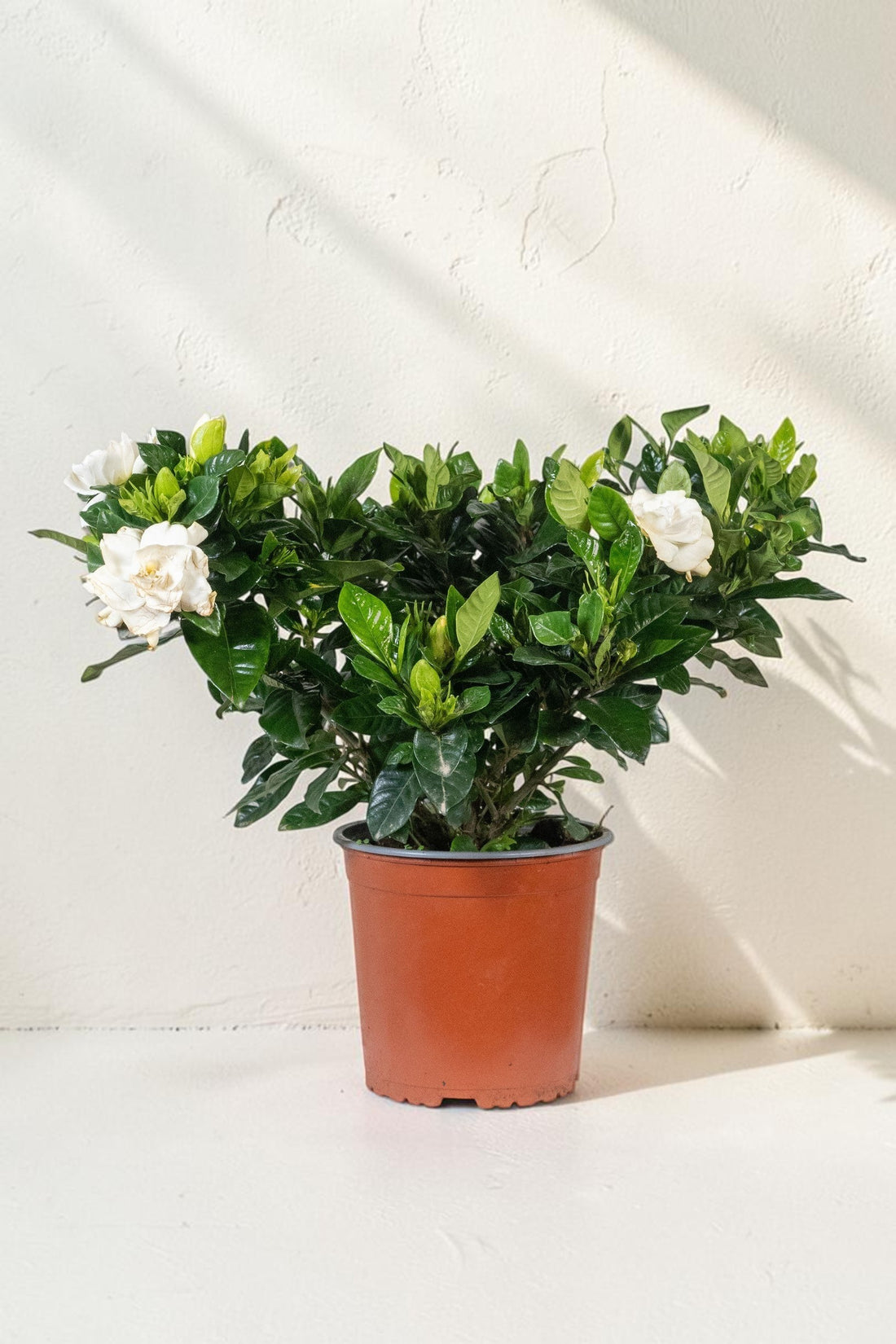 Exotica Plants Store Gardenia jasminoides houseplant with creamy white flowers and glossy green leaves in a brown pot.