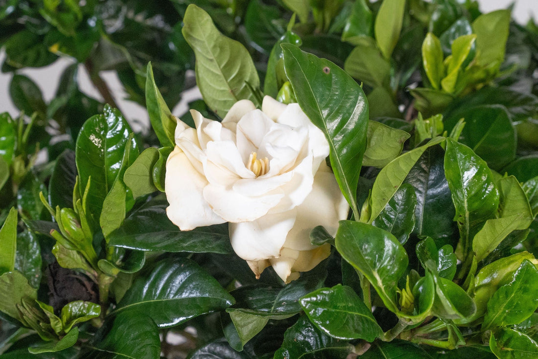 Exotica Plants Store fragrant Gardenia jasminoides houseplant with creamy white blossoms and glossy green leaves.