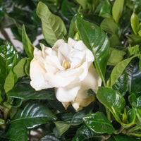 Exotica Plants Store fragrant Gardenia jasminoides houseplant with creamy white blossoms and glossy green leaves.