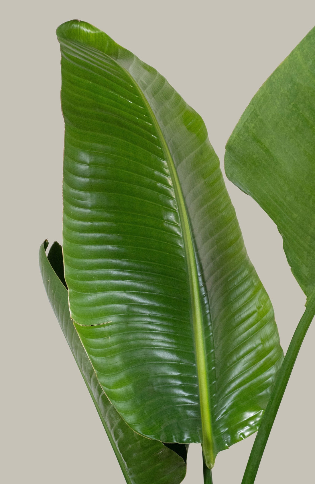 Exotica Plants Store Giant Bird of Paradise indoor floor plant with large, glossy, vibrant green tropical leaves.