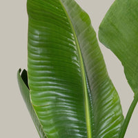 Exotica Plants Store Giant Bird of Paradise indoor floor plant with large, glossy, vibrant green tropical leaves.