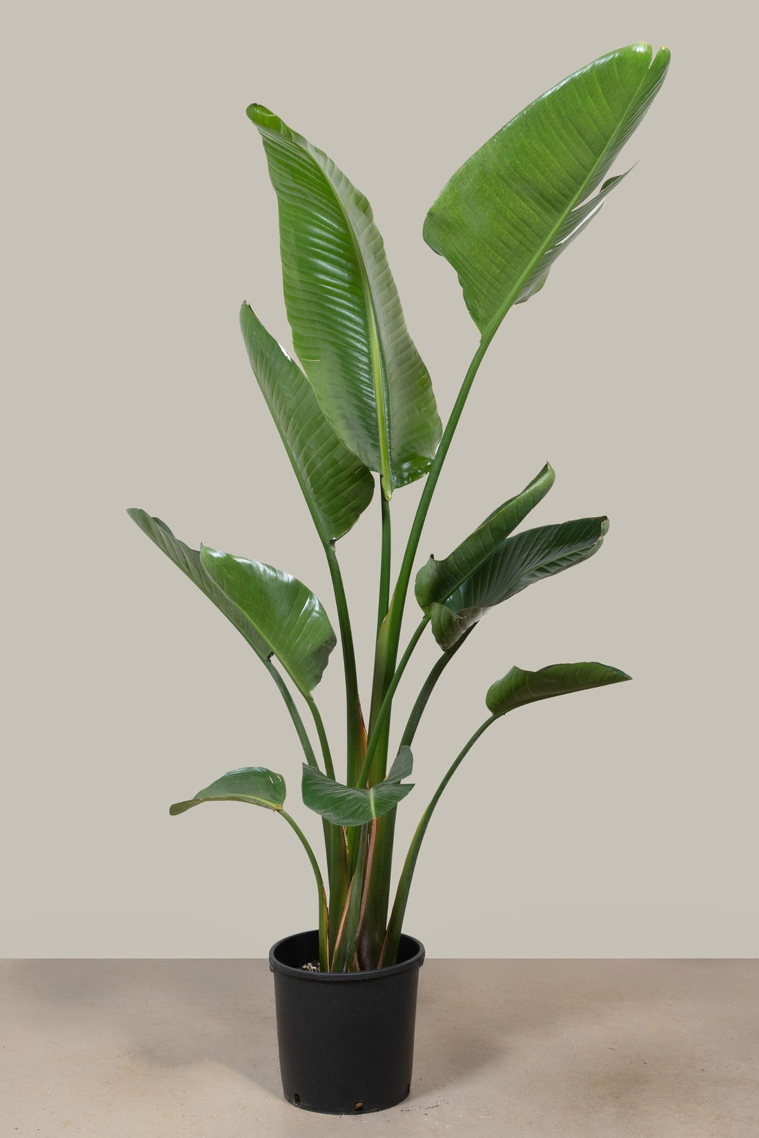 Exotica Plants Store Giant Bird of Paradise indoor floor plant with large, lush green leaves in a black nursery pot.