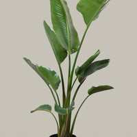 Exotica Plants Store Giant Bird of Paradise indoor floor plant with large, lush green leaves in a black nursery pot.
