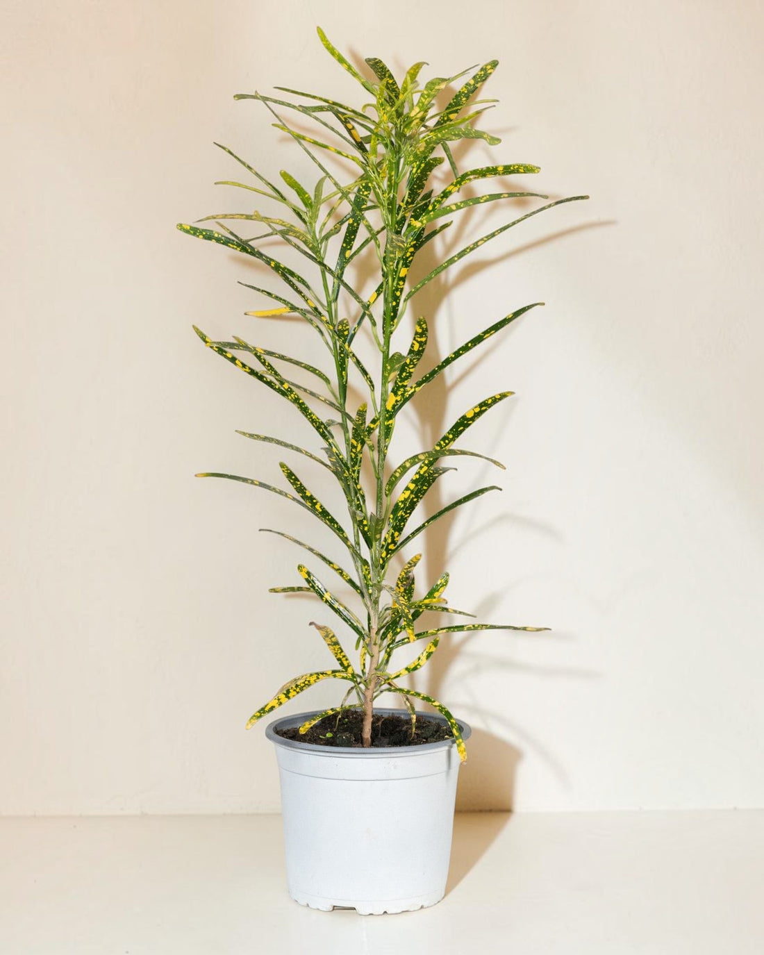 Exotica Plants Store Gold Dust Croton indoor houseplant with narrow green leaves and yellow spots in a white pot