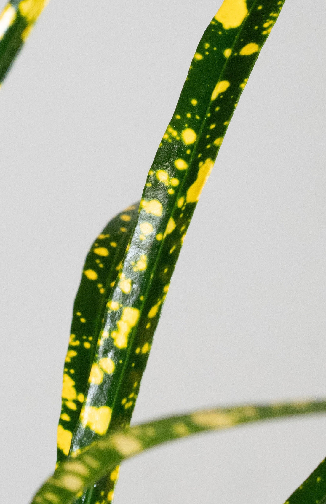 Exotica Plants Store Gold Dust Croton featuring narrow emerald green leaves with vibrant yellow speckled patterns