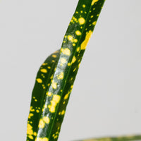 Exotica Plants Store Gold Dust Croton featuring narrow emerald green leaves with vibrant yellow speckled patterns