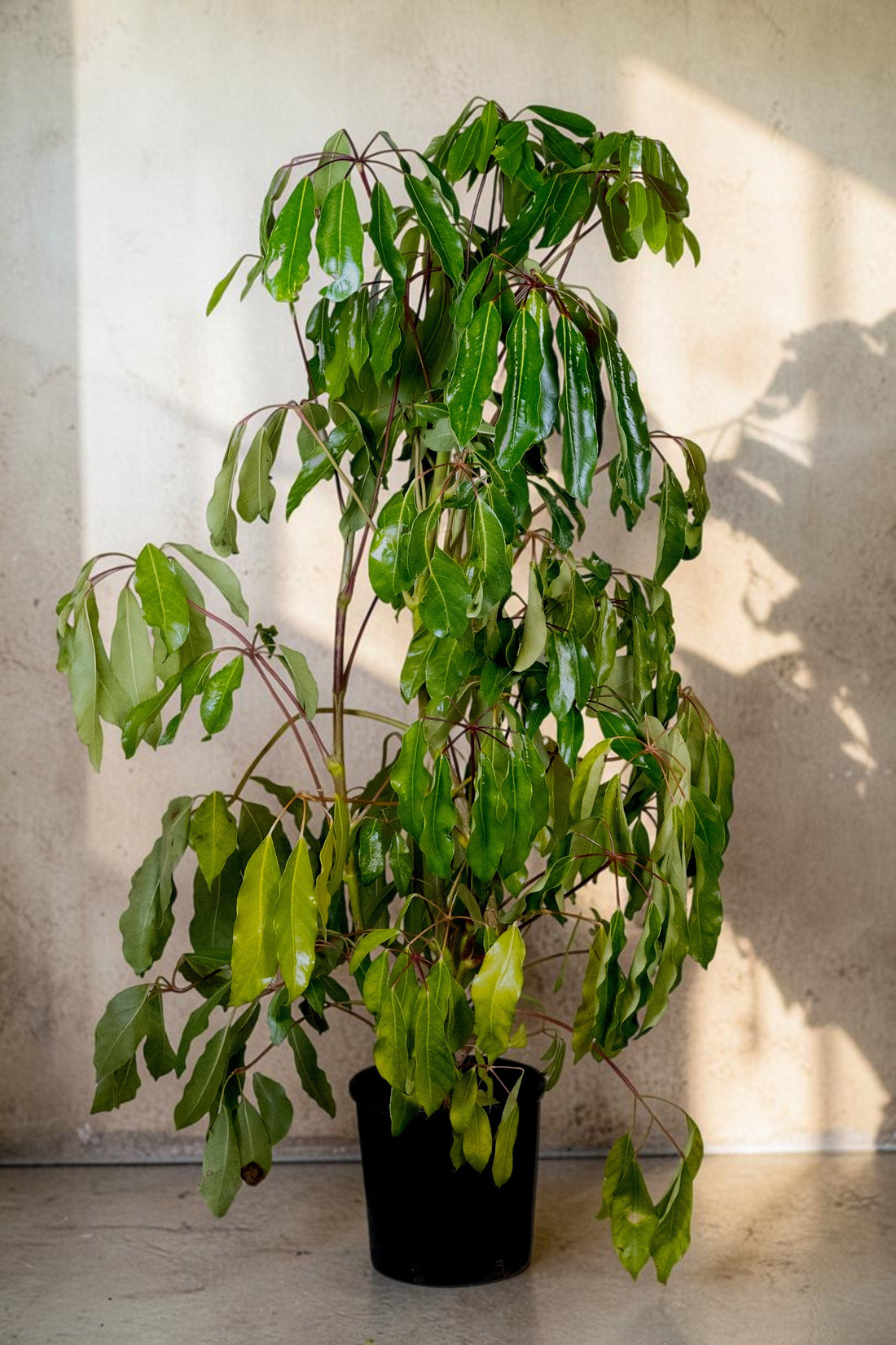 Exotica Plants Store large Schefflera Umbrella Tree with glossy green leaves in a black nursery pot