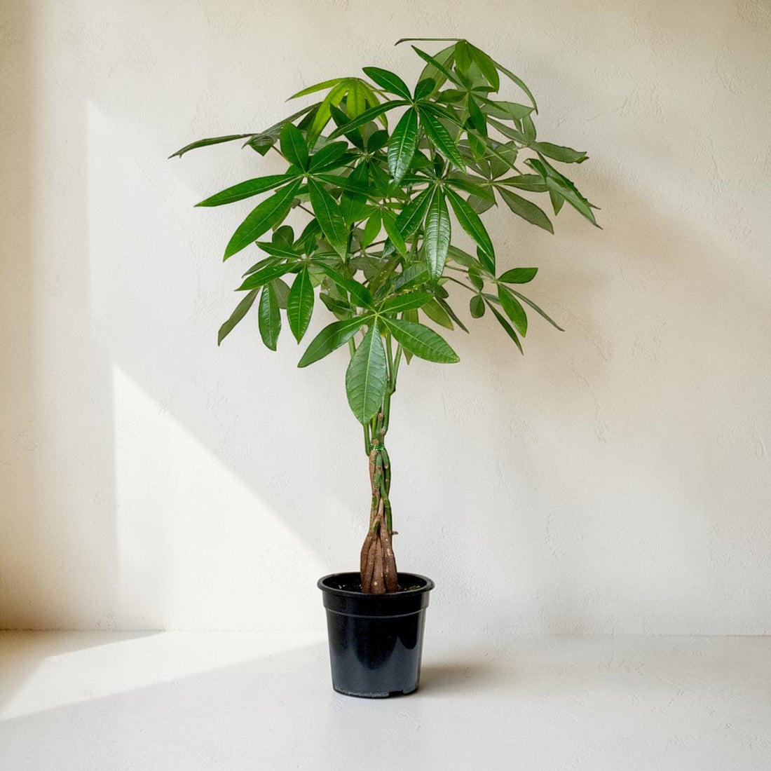 Exotica Plants Store Pachira aquatica Money Tree with a braided trunk and lush green leaves in a black nursery pot.