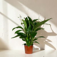 Exotica Plants Store Peace Lily plant with glossy green leaves and white blooms in a brown pot on a white pedestal.