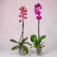 Exotica Plants Store pair of elegant single stem Phalaenopsis orchids with pink and purple blooms on a white pedestal.