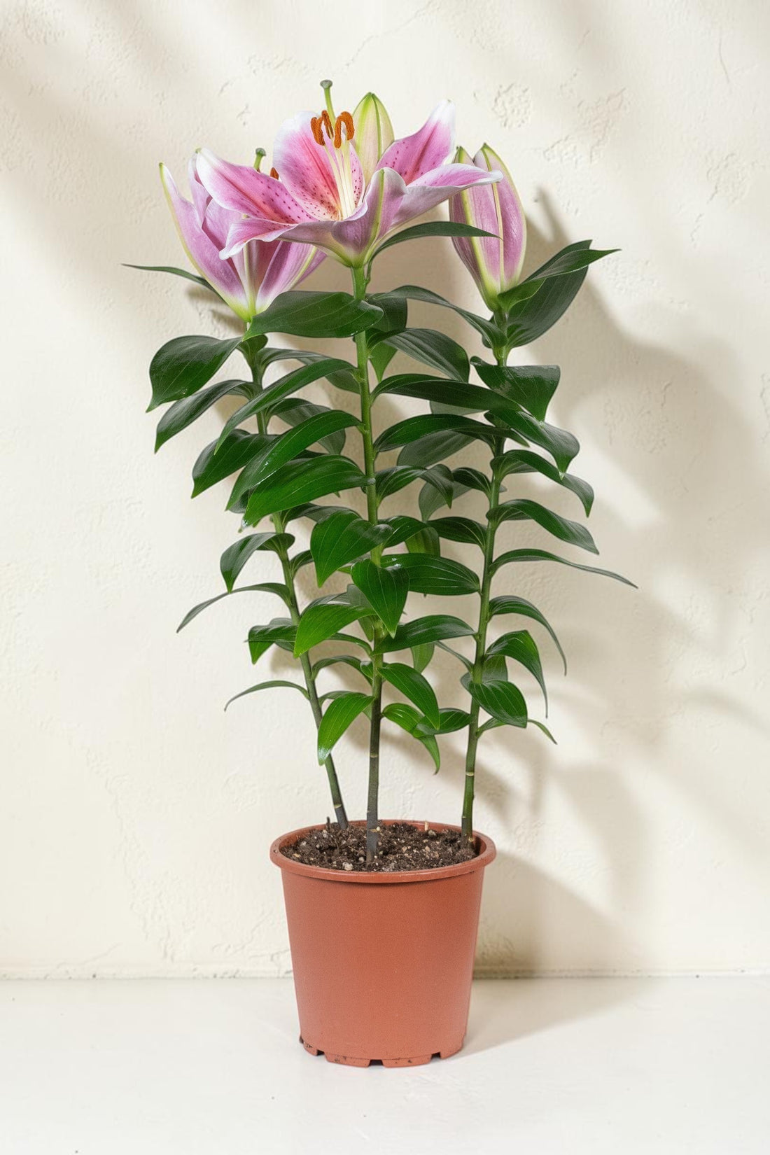Exotica Plants Store potted Stargazer Lily with pink star-shaped blooms, crimson speckles, and lush green foliage.