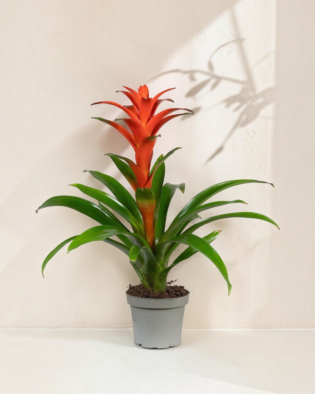 Exotica Plants Store Guzmania bromeliad with vibrant red-orange bracts and glossy green leaves in a grey pot.