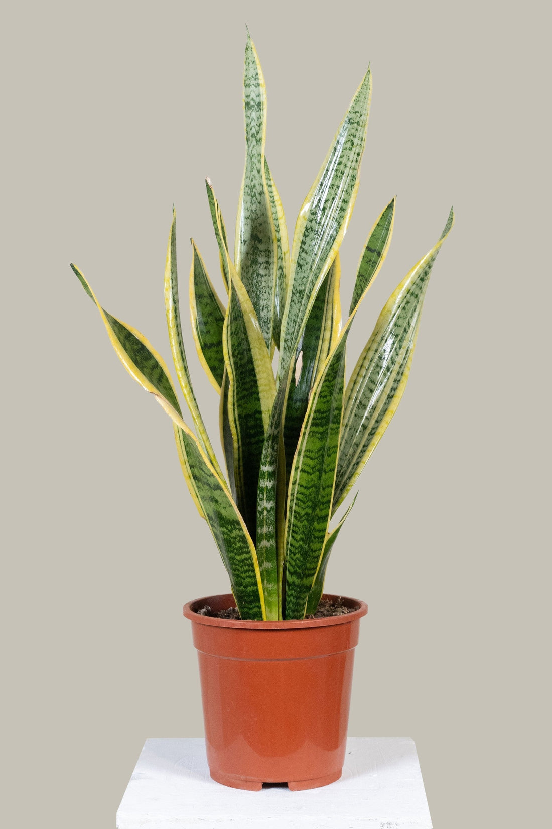 Exotica Plants Store Sansevieria Laurentii snake plant with variegated green leaves and yellow margins in a brown pot