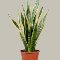 Exotica Plants Store Sansevieria Laurentii snake plant with variegated green leaves and yellow margins in a brown pot