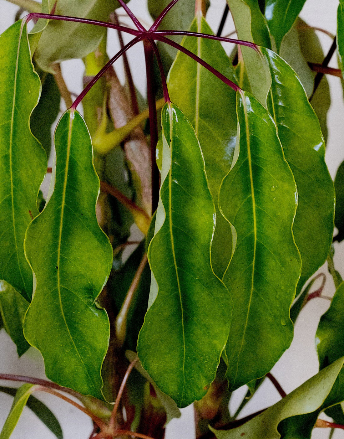 Exotica Plants Store Schefflera Umbrella Tree with glossy, vibrant green finger-like leaves in a close-up view.