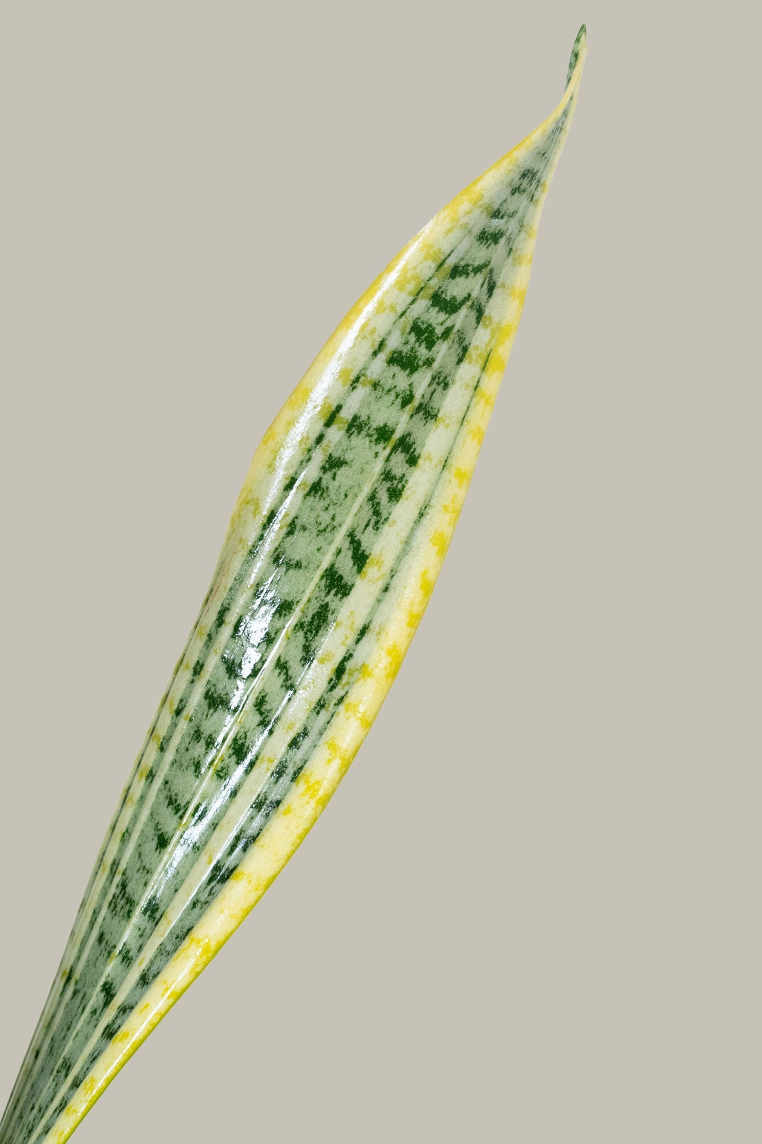 Exotica Plants Store Sansevieria Laurentii leaf with green variegated patterns and vibrant yellow margins