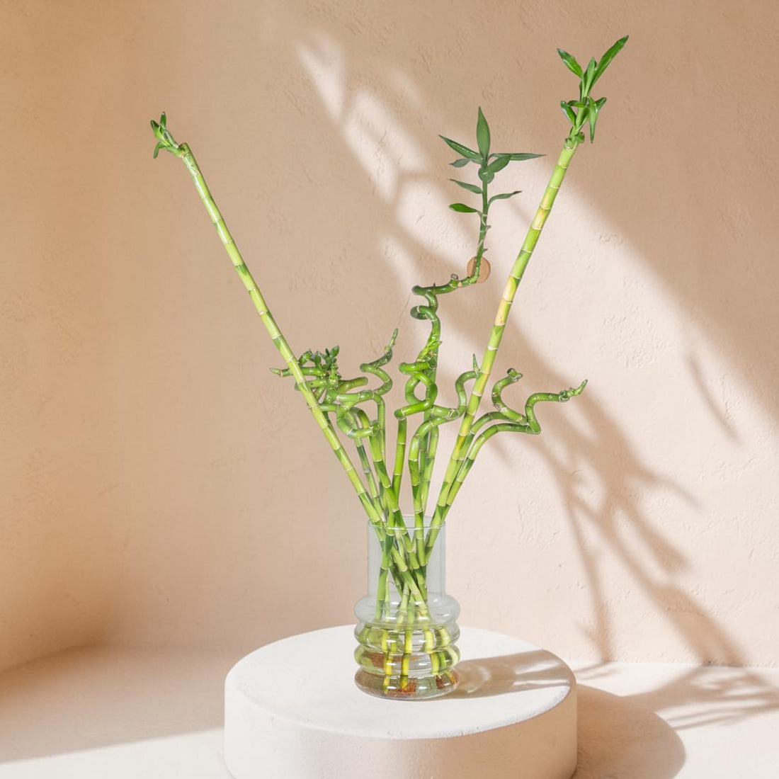 Exotica Plants Store lucky bamboo arrangement with vibrant green spiral stalks in a clear glass vase on a white stand