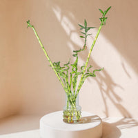 Exotica Plants Store lucky bamboo arrangement with vibrant green spiral stalks in a clear glass vase on a white stand