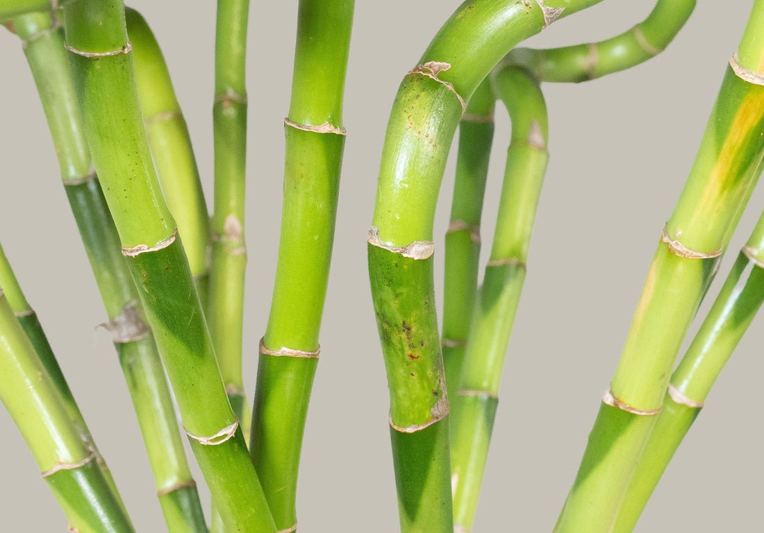 Exotica Plants Store lucky bamboo stalks with vibrant green spiraling stems and natural textures against a neutral background