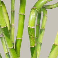 Exotica Plants Store lucky bamboo stalks with vibrant green spiraling stems and natural textures against a neutral background