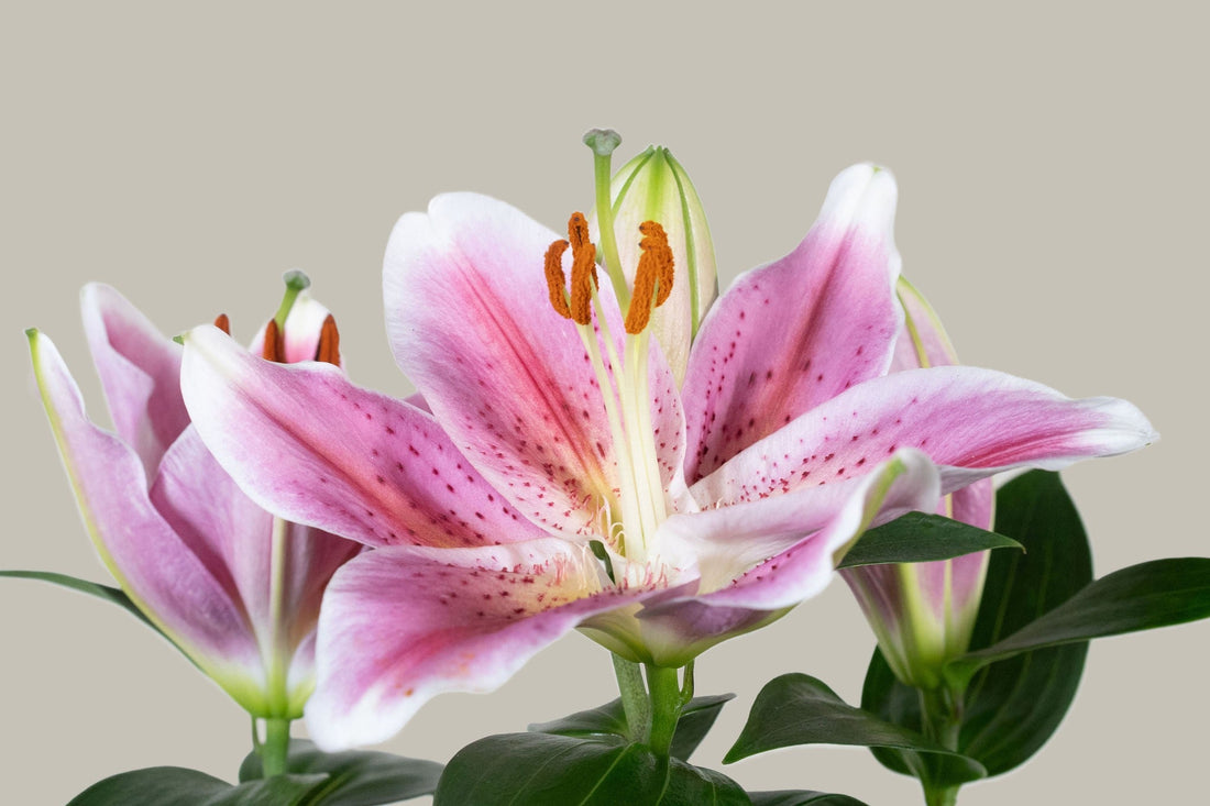 Exotica Plants Store potted Stargazer Lily with vibrant pink star-shaped blooms, crimson speckles, and green foliage.