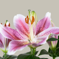 Exotica Plants Store potted Stargazer Lily with vibrant pink star-shaped blooms, crimson speckles, and green foliage.
