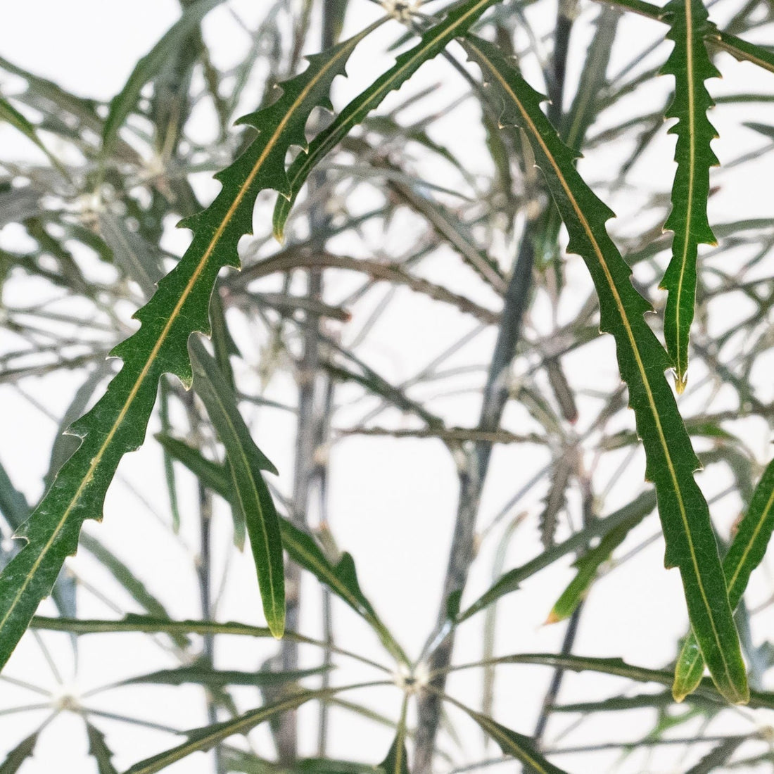 Exotica Plants Store Threadleaf Aralia houseplant with dark green, deeply serrated, needle-like foliage.