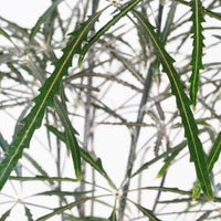Exotica Plants Store Threadleaf Aralia houseplant with dark green, deeply serrated, needle-like foliage.